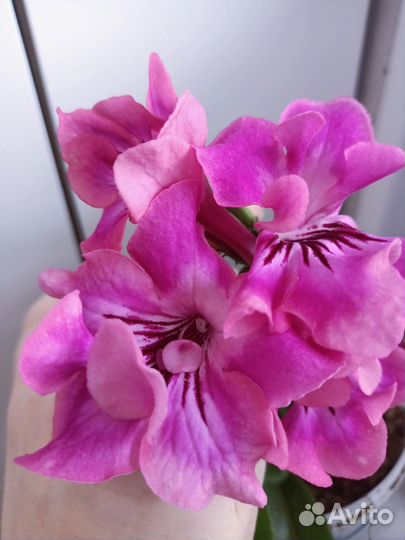 Стрептокарпусы почтой