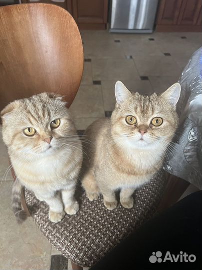 Шотландская