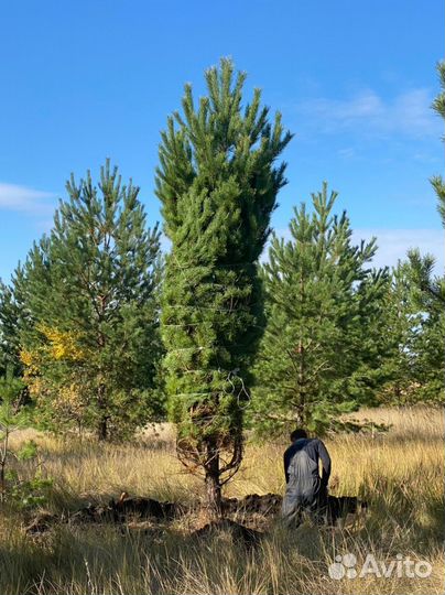 Новогодняя Голубая Ель