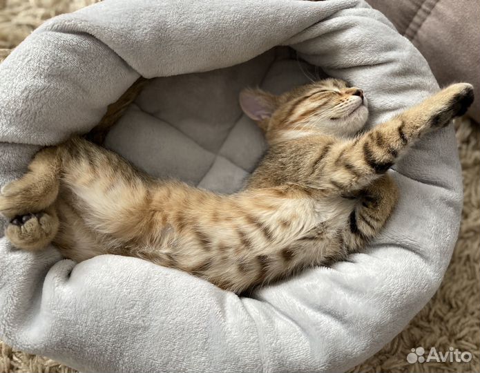 Котята в добрые руки бесплатно