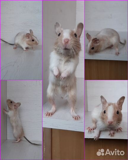 Дегусы из питомника