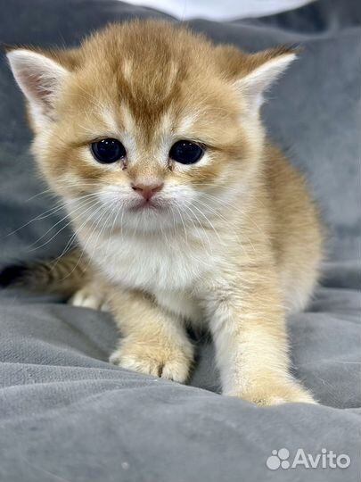 Породистые котята