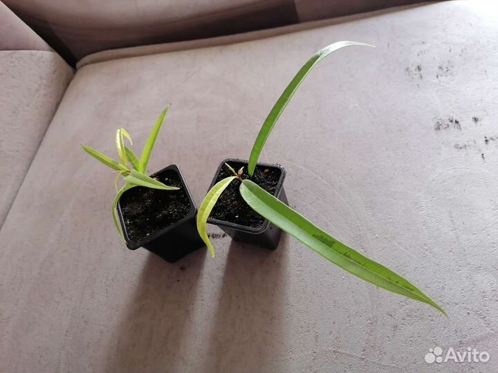 Фикус али амстел голд