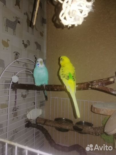 Волнистые попугаи