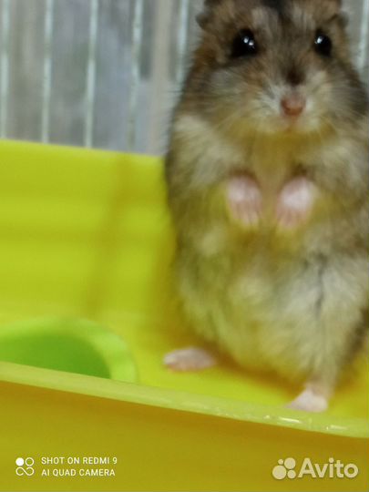 Джунгарский хомяк бесплатно