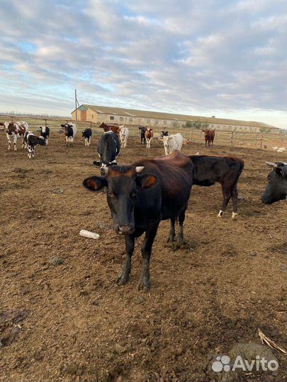 Корова дойная