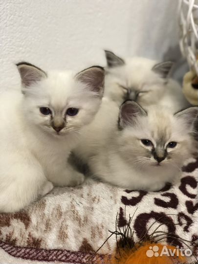 Котята Священная Бирма