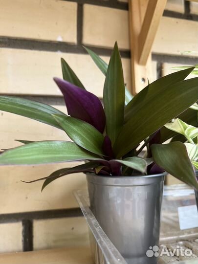 Традесканция Рео