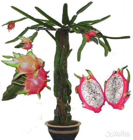 Питахайя, драконий фрукт