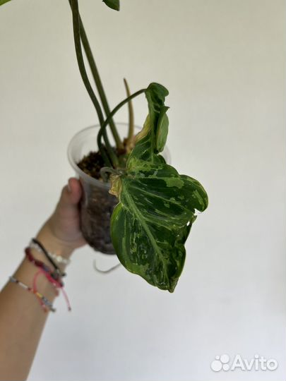 Филодендрон Глориозум Вариегатный