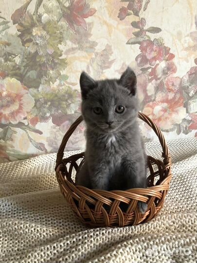 Шотландские котята