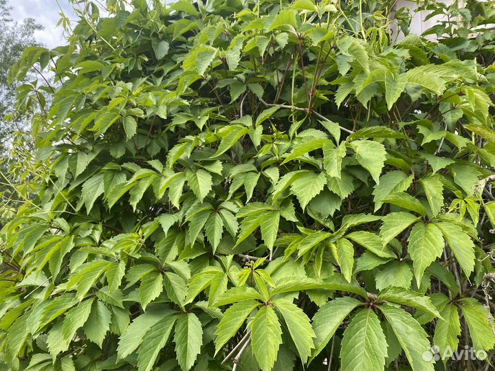 Девичий виноград