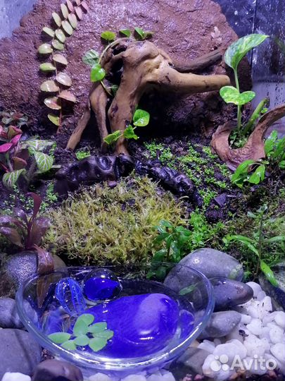 Террариум с крабиками