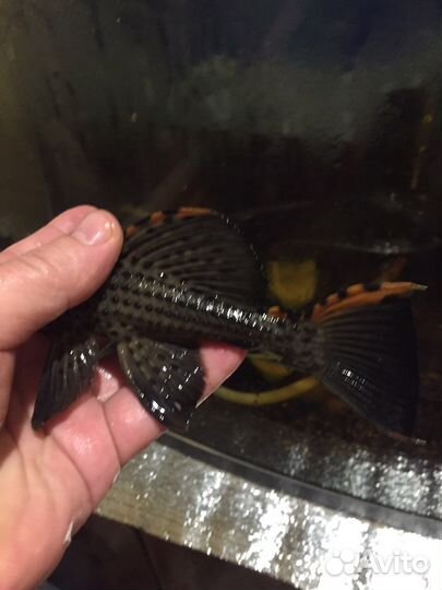 Номерные сомы. Опт L600,анцитрус,цихлиды