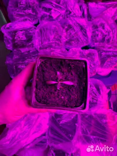 Эустома рассада