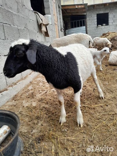 Бараны дорпер