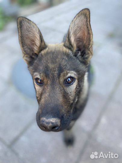 Собака в добрые руки