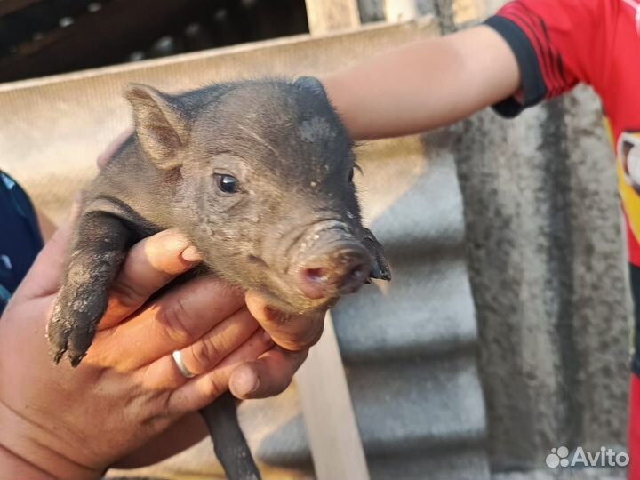 Вьетнамск вислобрюхий поросенок