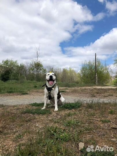 Собака, вязка