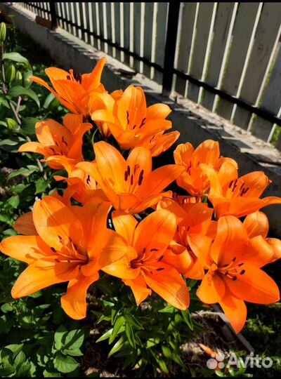 Лилии Гайд Парк