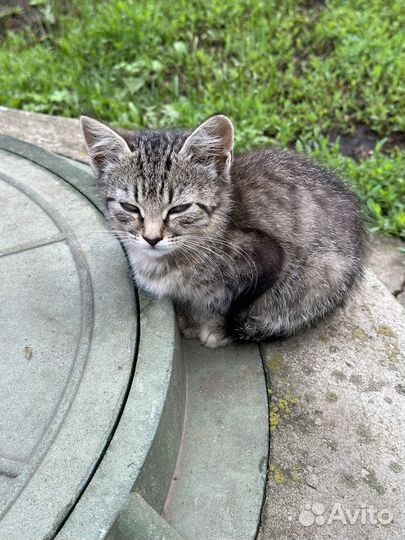 Котята бесплатно