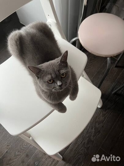 Британская кошка