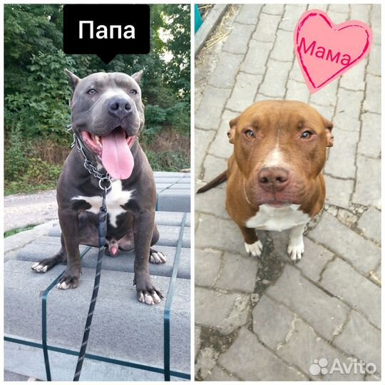 Щенки питбультерьера
