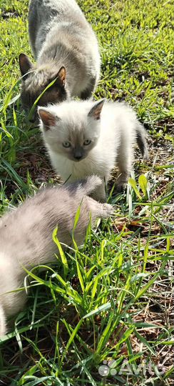 Котята в добрые руки бесплатно