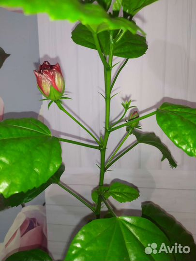 Гибискус китайская роза, красный махровый