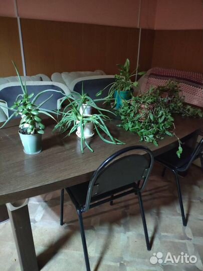 Цветы комнатные (офисные)