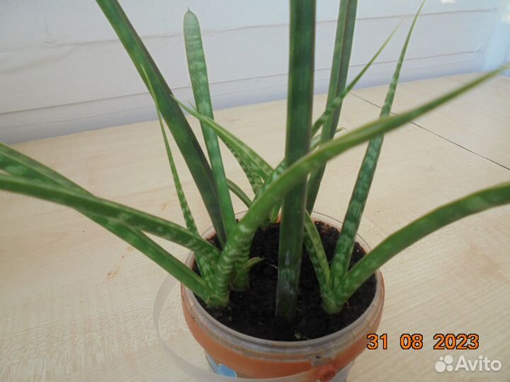 Сансевиерия цилиндрика. Доставка бесплатно