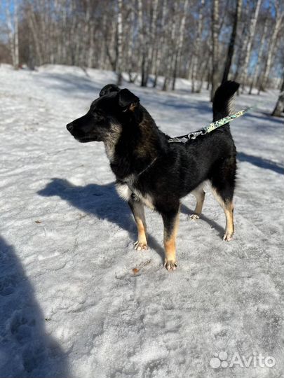 Очень умный паркнь в поиске дома