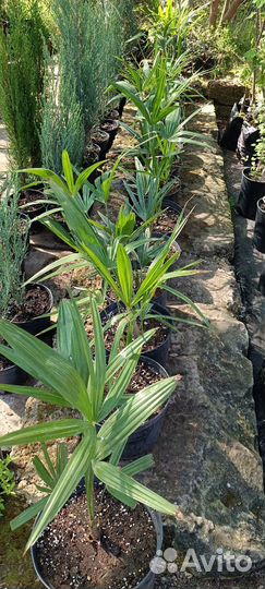 Пальма веерная можжевельник туя саженцы