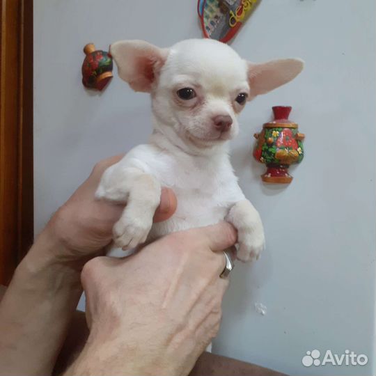 Чихуахуа