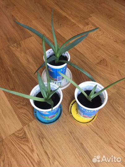 Алоэ-столетник, алоэ-вера, щучий хвост