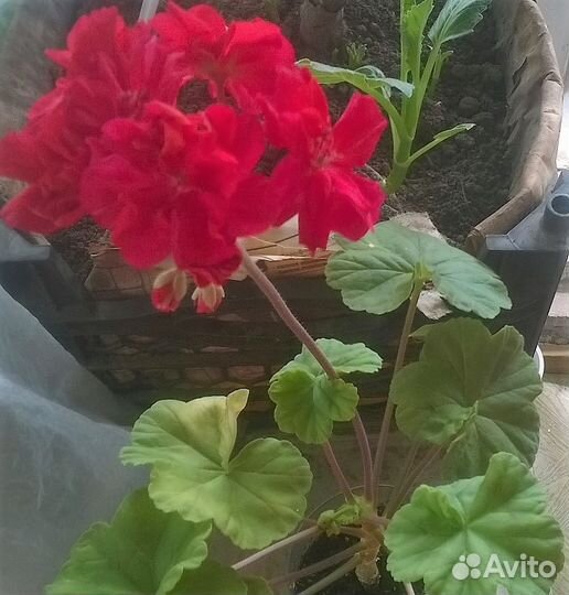 Цветы: фиалки, пеларгонии