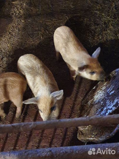 Поросята венгерская мангалица