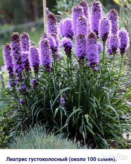Лиатрис