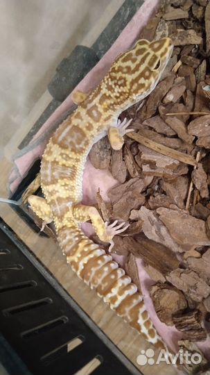 Эублефар в террариумом