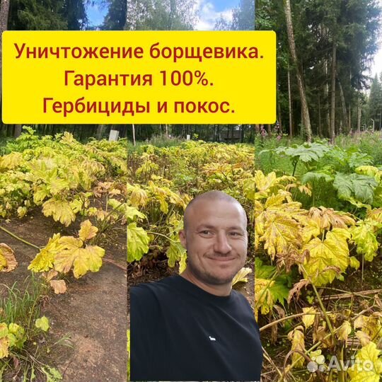 Уничтожение клещей, ос, борщевика на участках