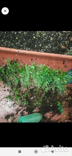 Пираканта красная