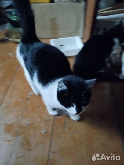 Пристраиваю котят
