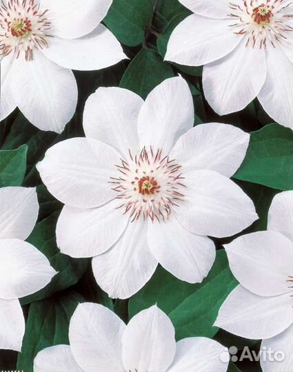 Клематис 2 гр. Miss Bejtman (Мисс Бейтман)