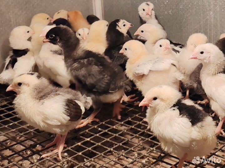 Цыплята несушки