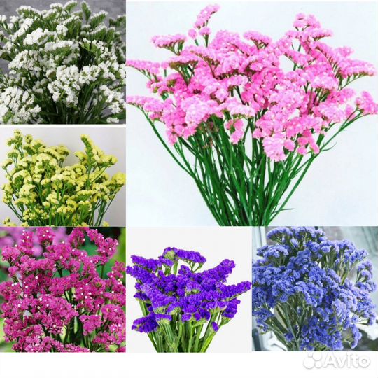 Рассада цветов