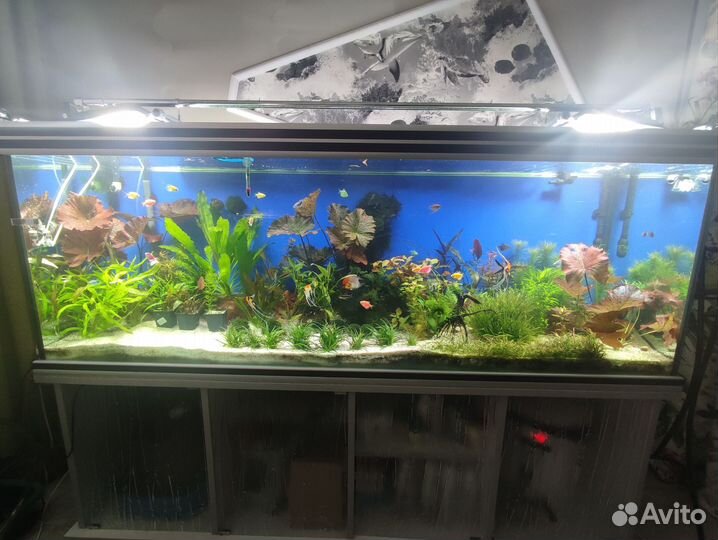 Аквариумные рыбки,живой корм