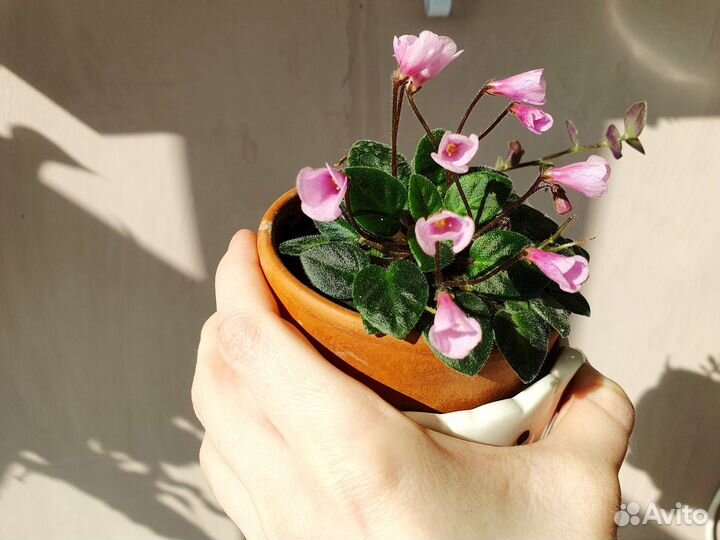 Фиалки мини и стандарт