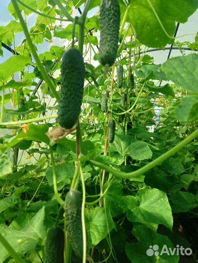 Продукты питания