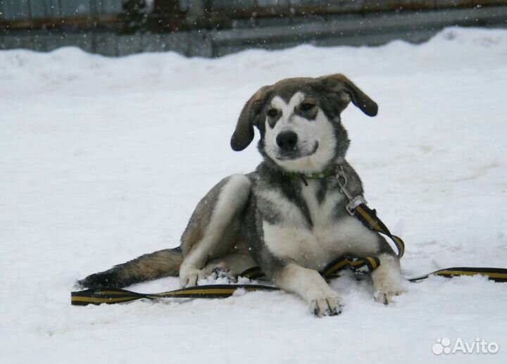 Щенки метисы бесплатно