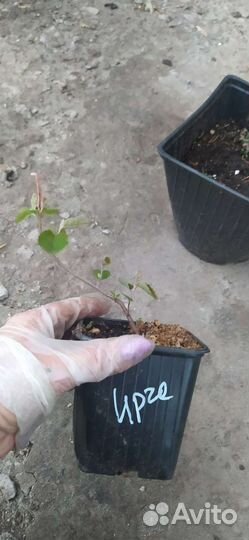 Саженцы ирги, брусники, голубики